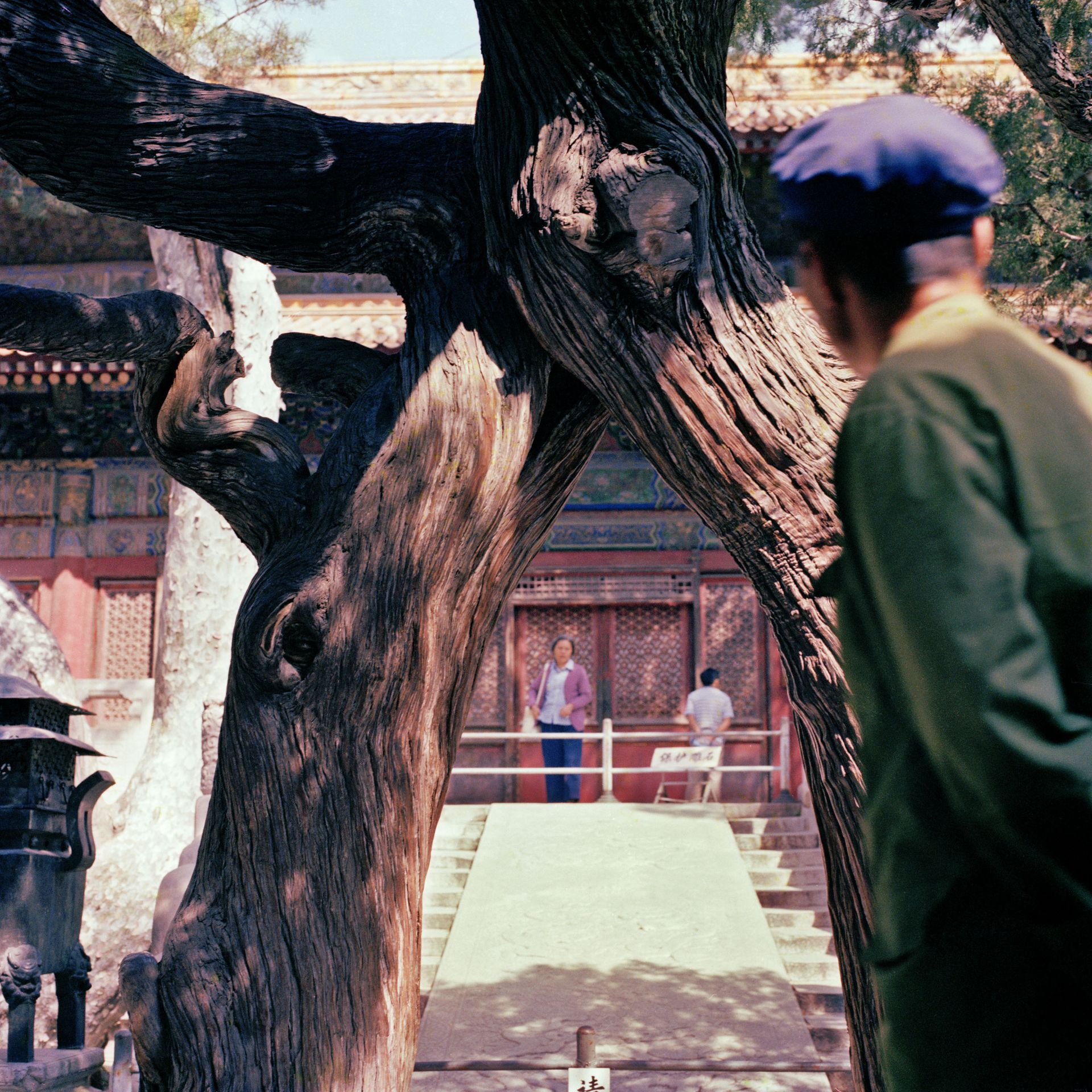 Joint Tree, Beijing, 1980’s