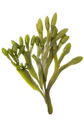 Sea Kelp