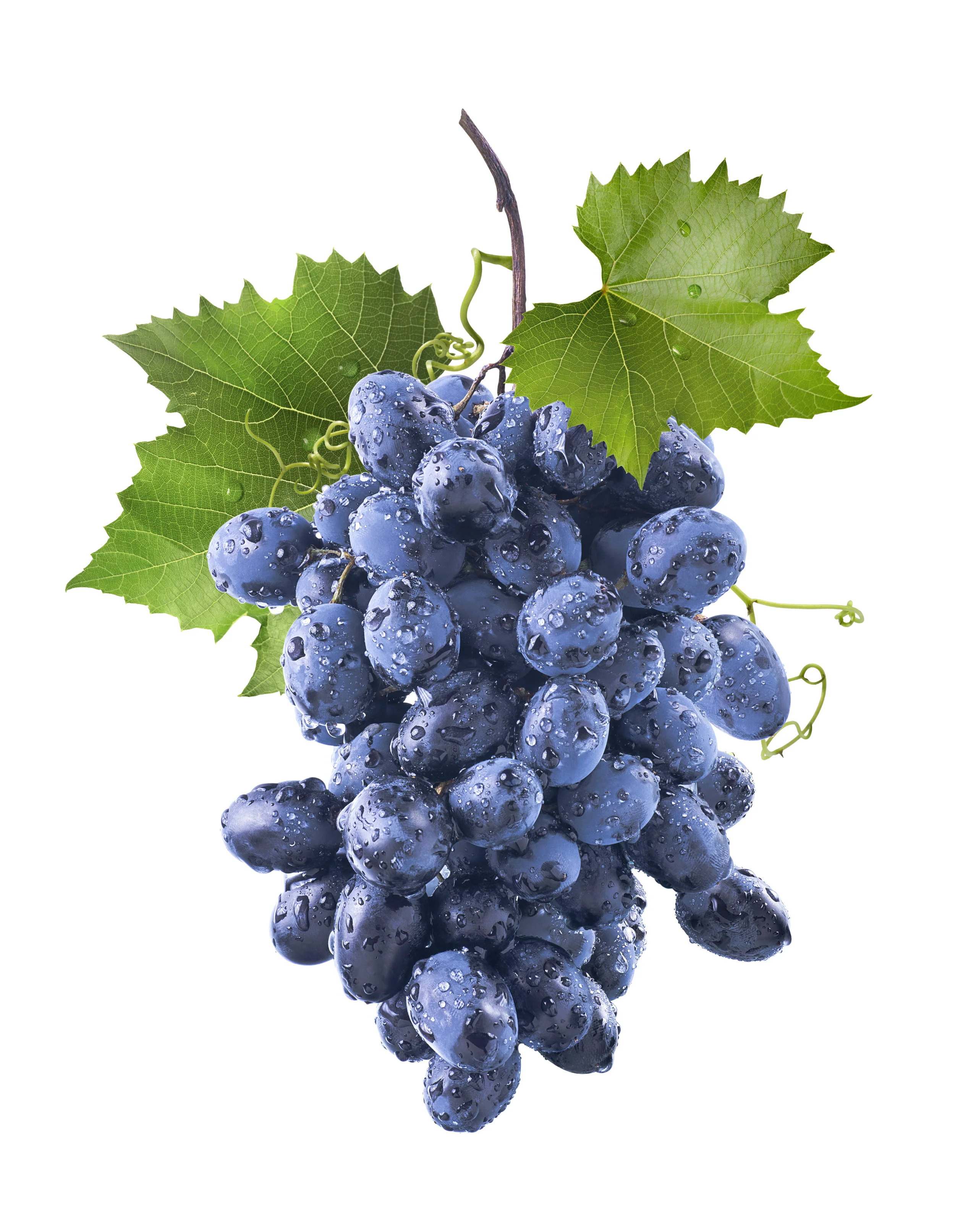 Resveratrol
