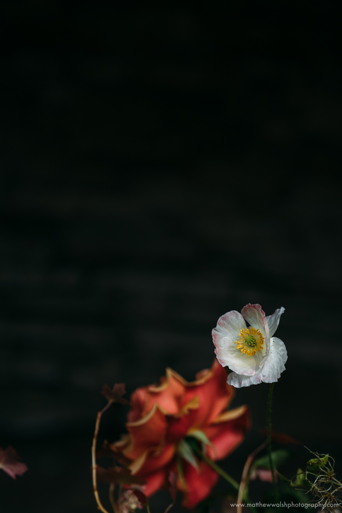 A delicate flower against a hard dark backdrop