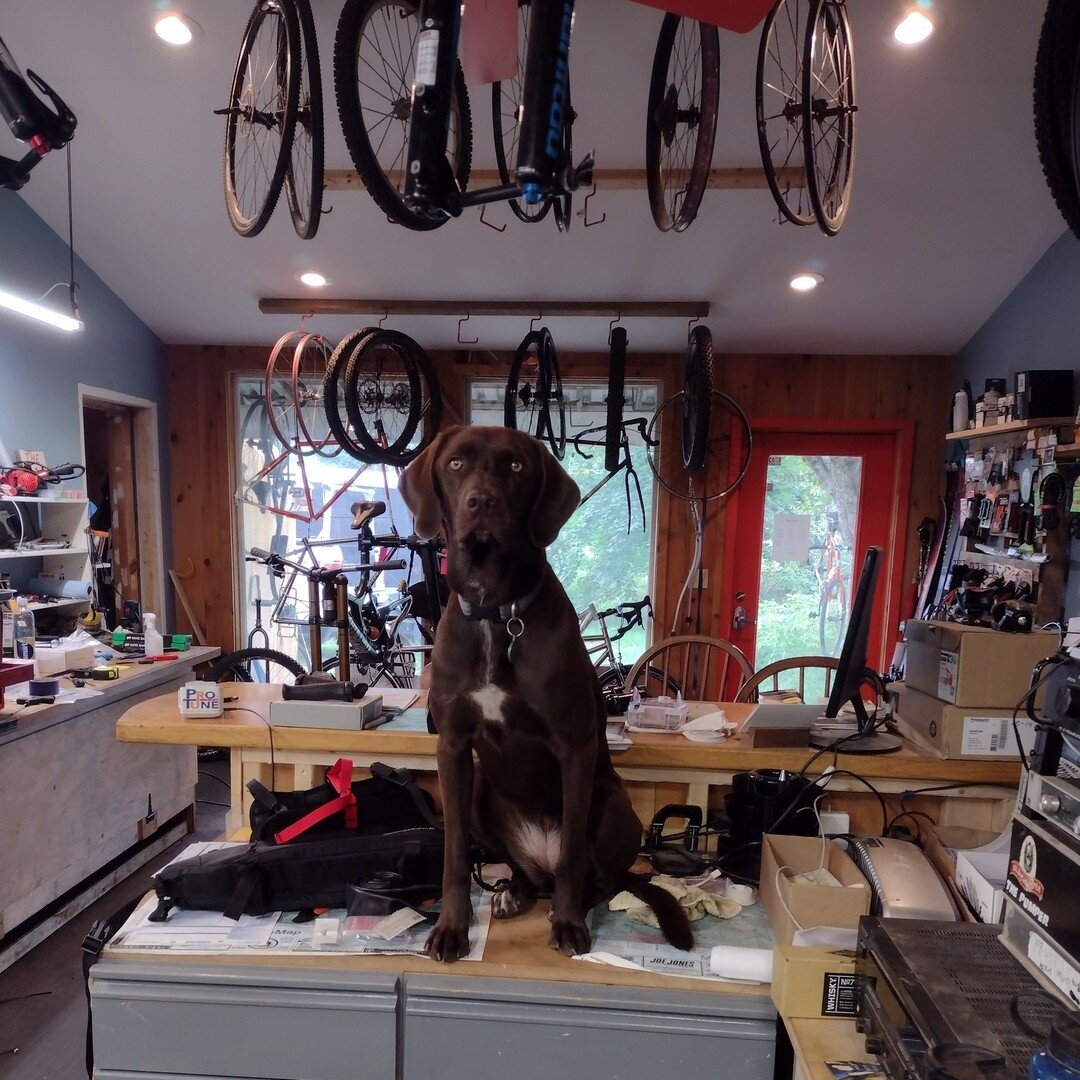 Hazel's got something to say! we'll be working on the Mineral site trail this Sunday with WMNEMBA, so you won't find us in the shop!
Also- don't miss the free mechanic's clinic Thursday night at 6:30 in the shop.
Saco River Brewing 
@wmnemba