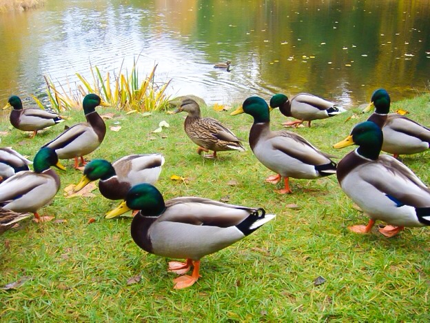 Duck pond.jpg
