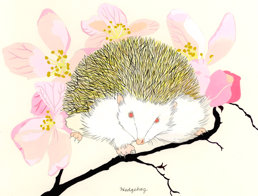 Hedgehog (Albino hedgehog)