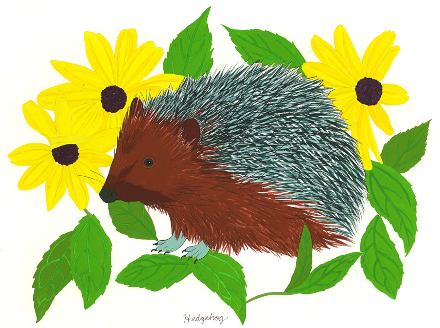 Hedgehog (summer)
