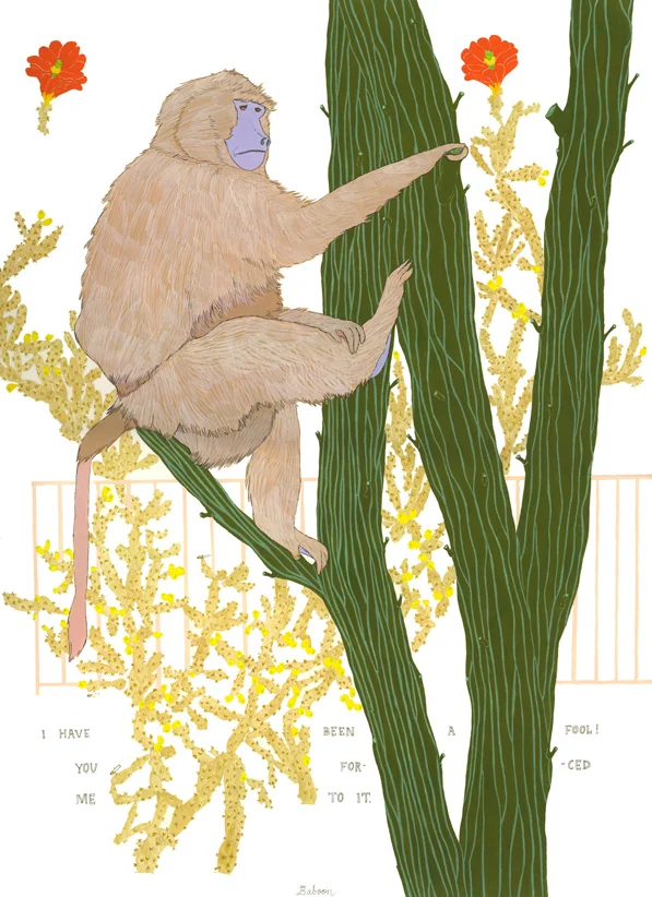 Baboon
