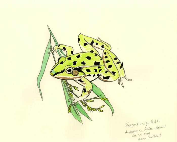ajp_frog.jpg