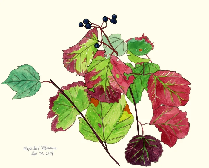 ajp_vibernum.jpg