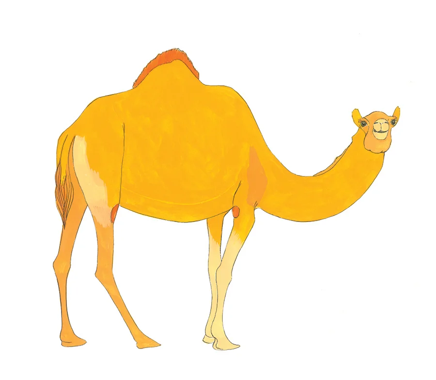 ajp_camel_x900.jpg