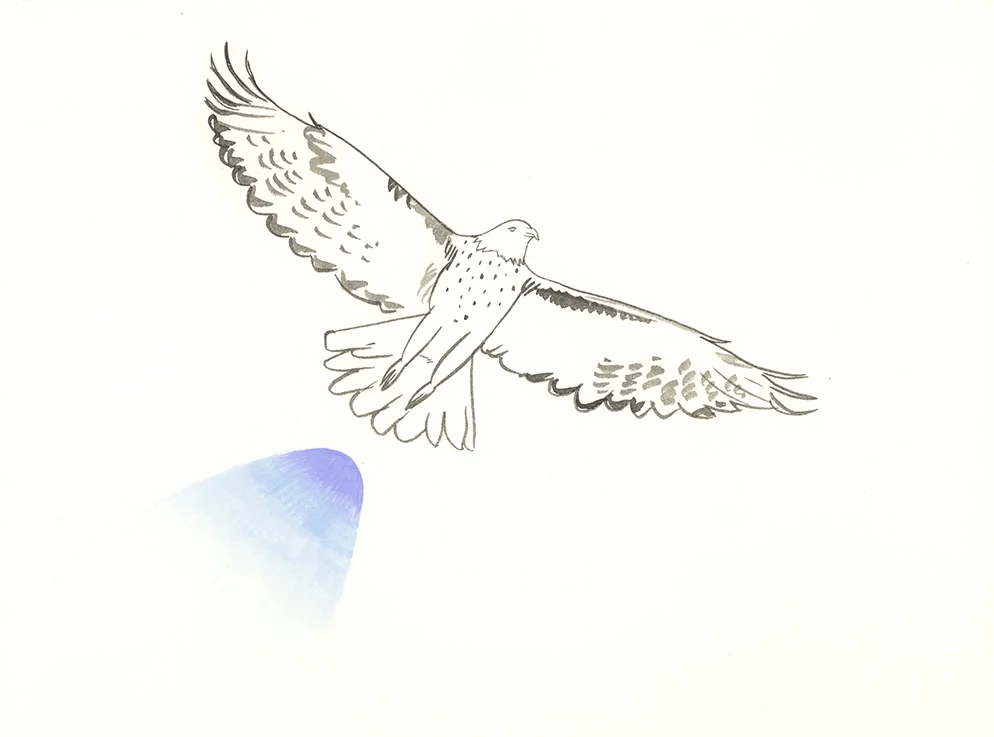 ajp_hawk_x1000.jpg