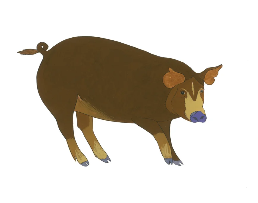 ajp_pig.jpg