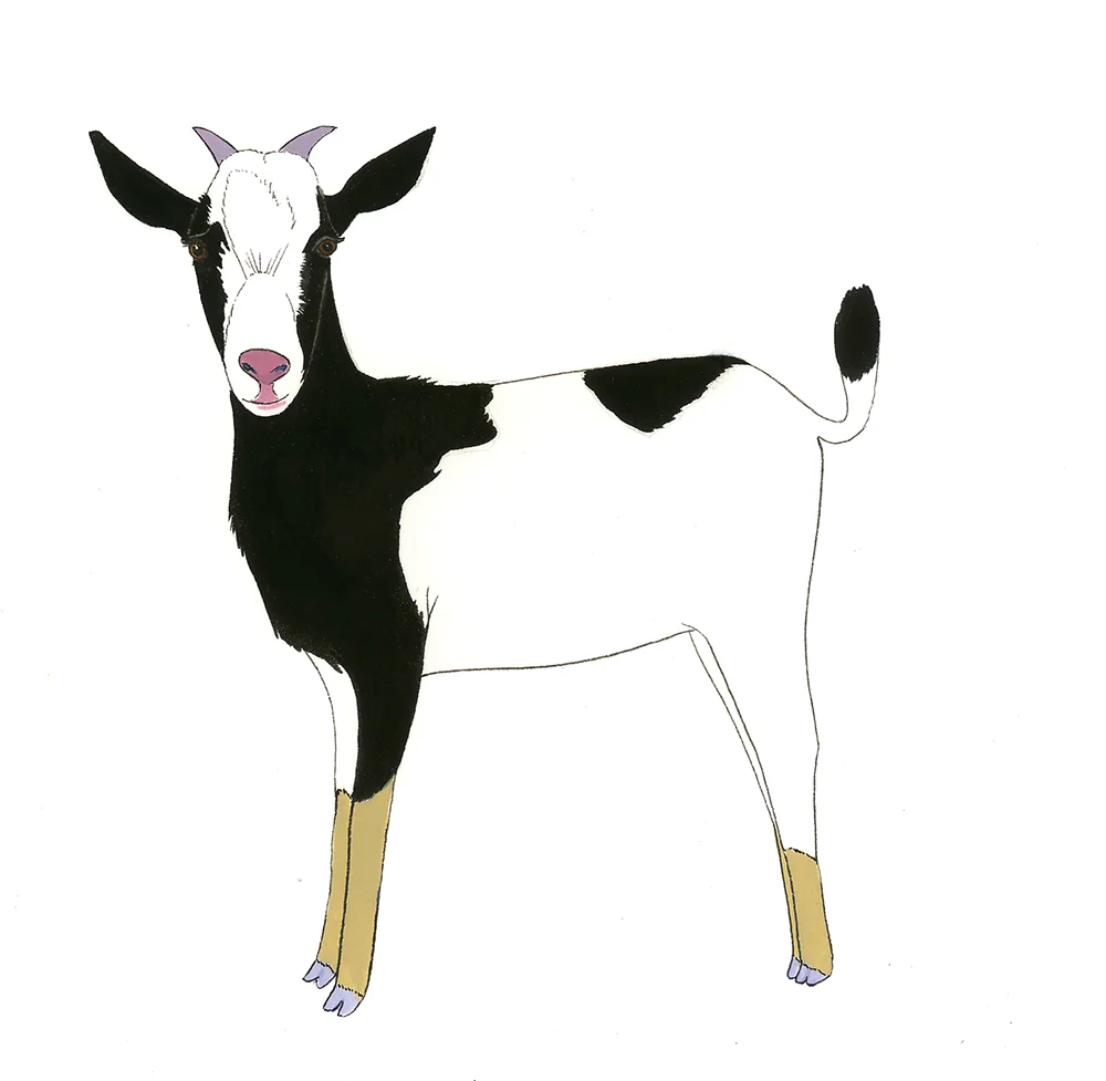 ajp_allen_goat_x1000.jpg