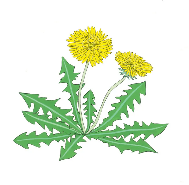 Dandelions