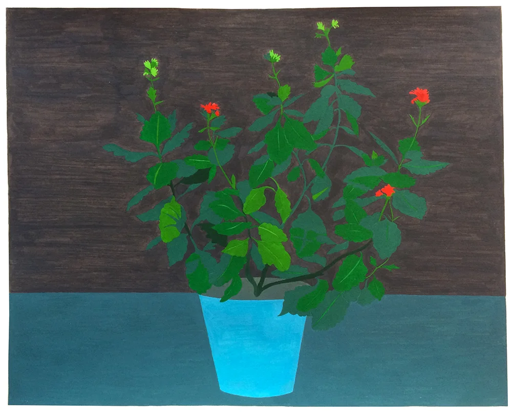 Houseplant (Kalanchoe)