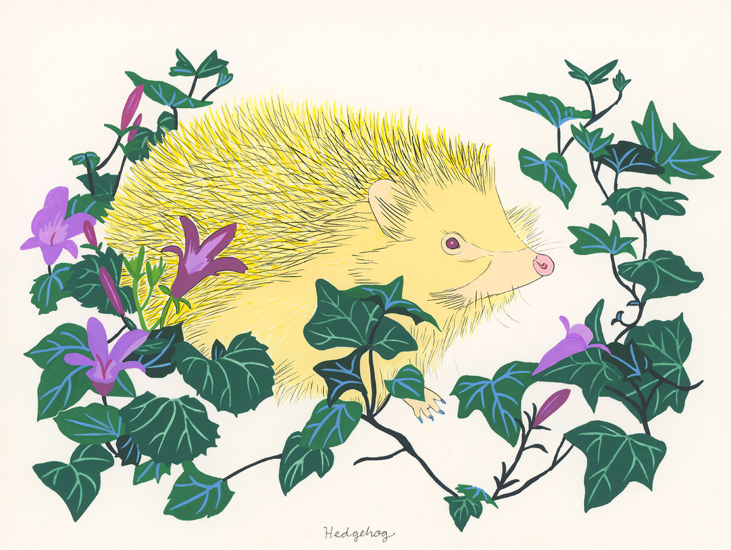 Hedgehog (for the one named Winnie)