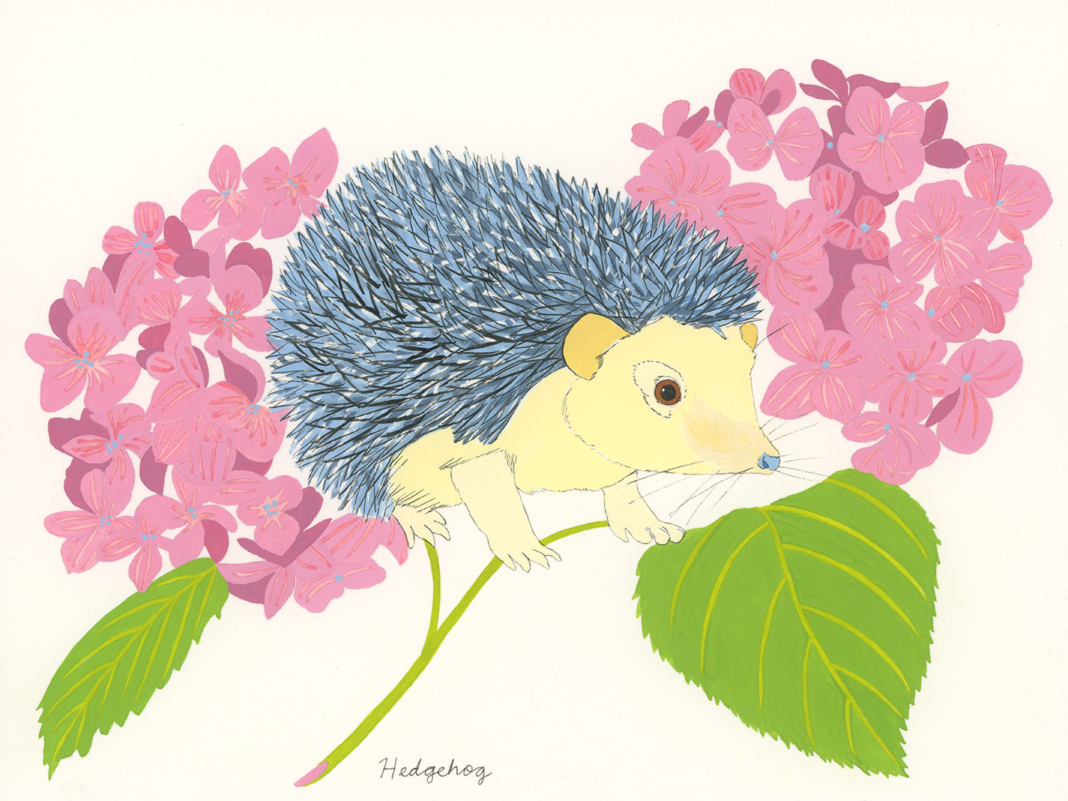 Hedgehog (for the one named Ernest)