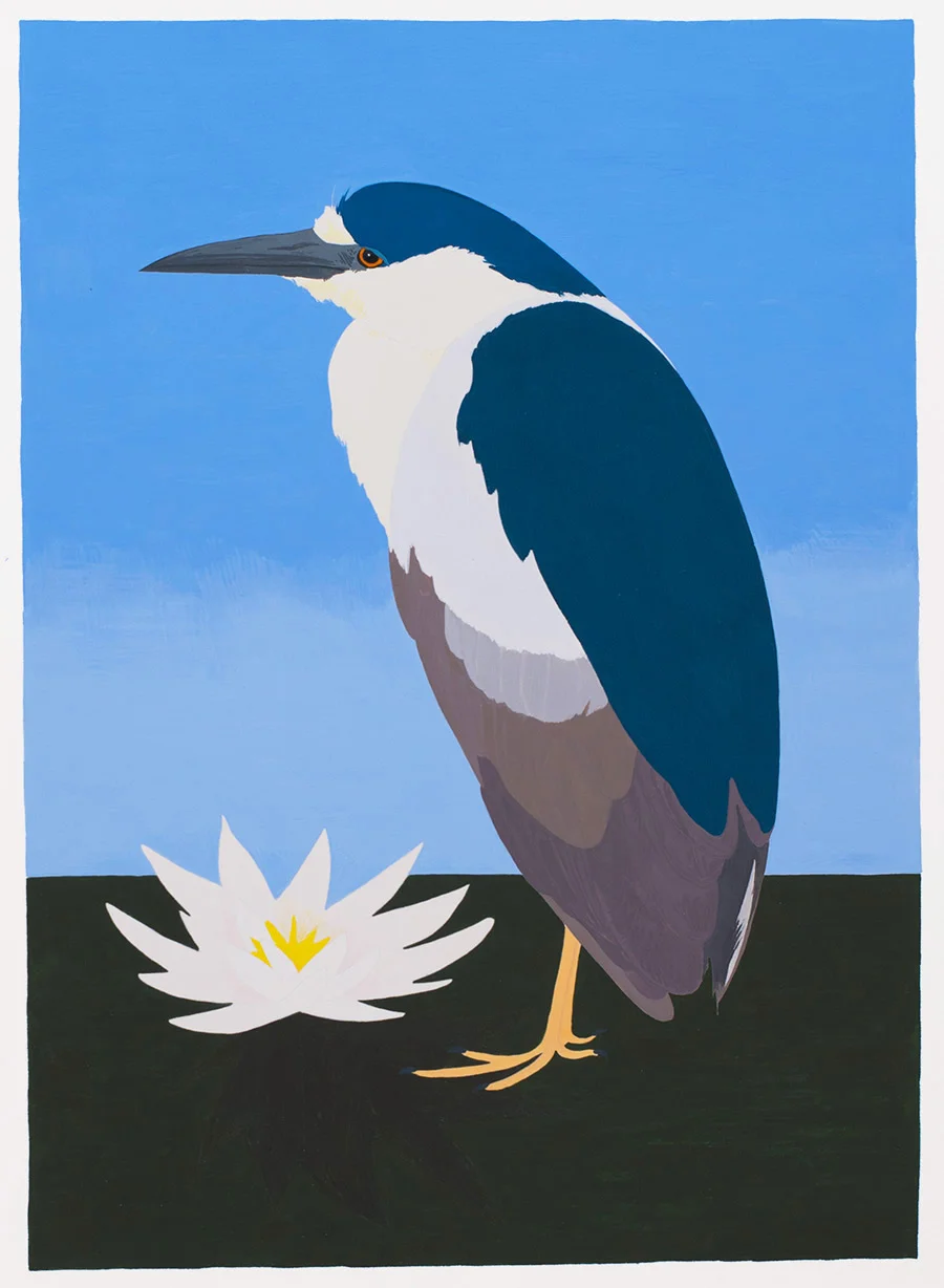 Black-crowned Night Heron