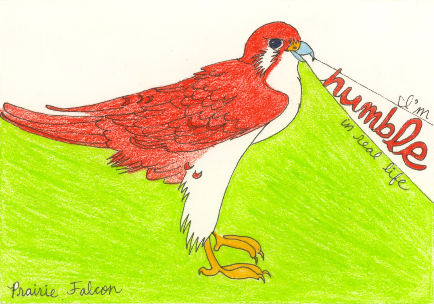 Prairie Falcon