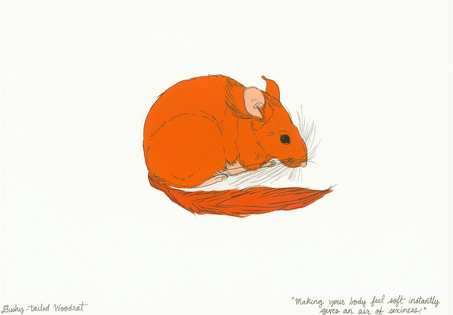Bushy-tailed Woodrat