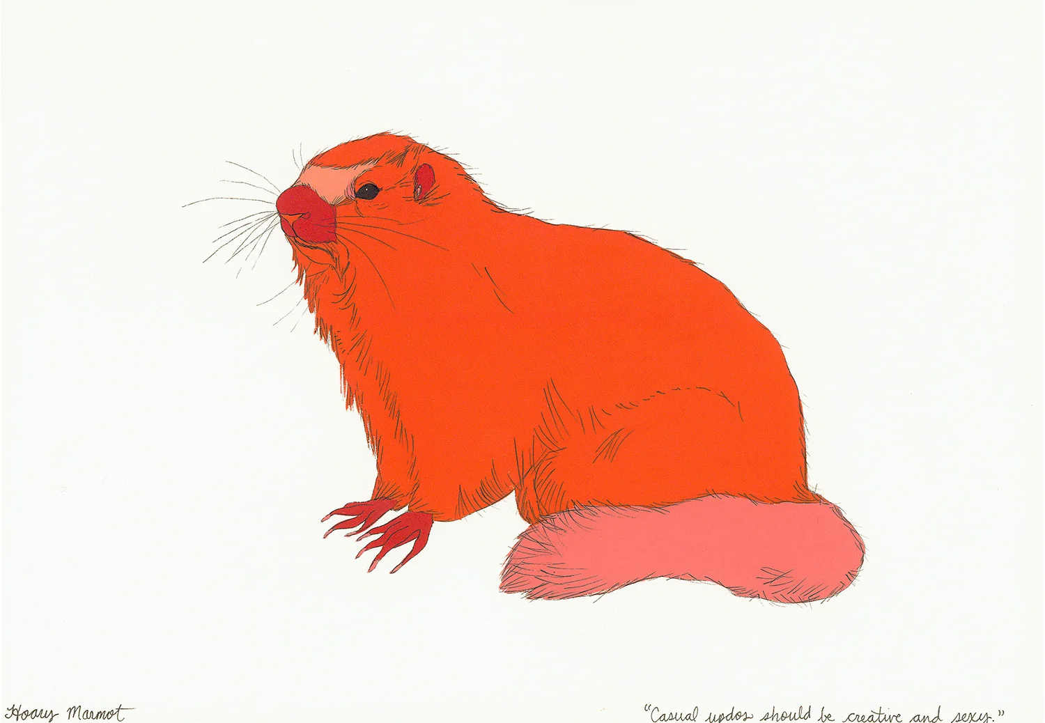 Hoary Marmot