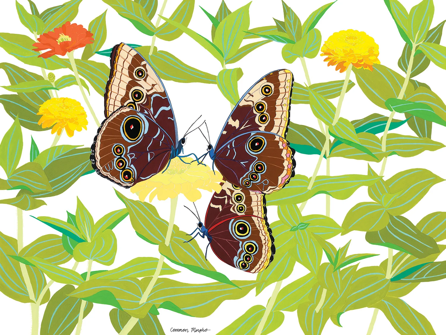 Common Morpho
