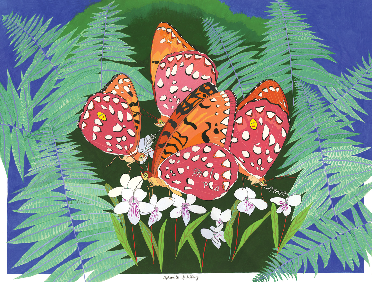 Aphrodite Fritillary 