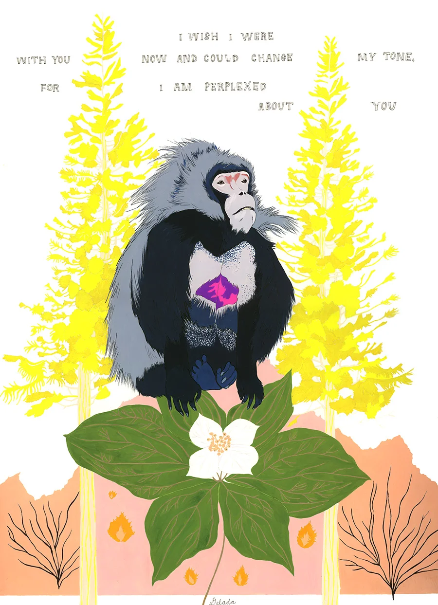 Gelada