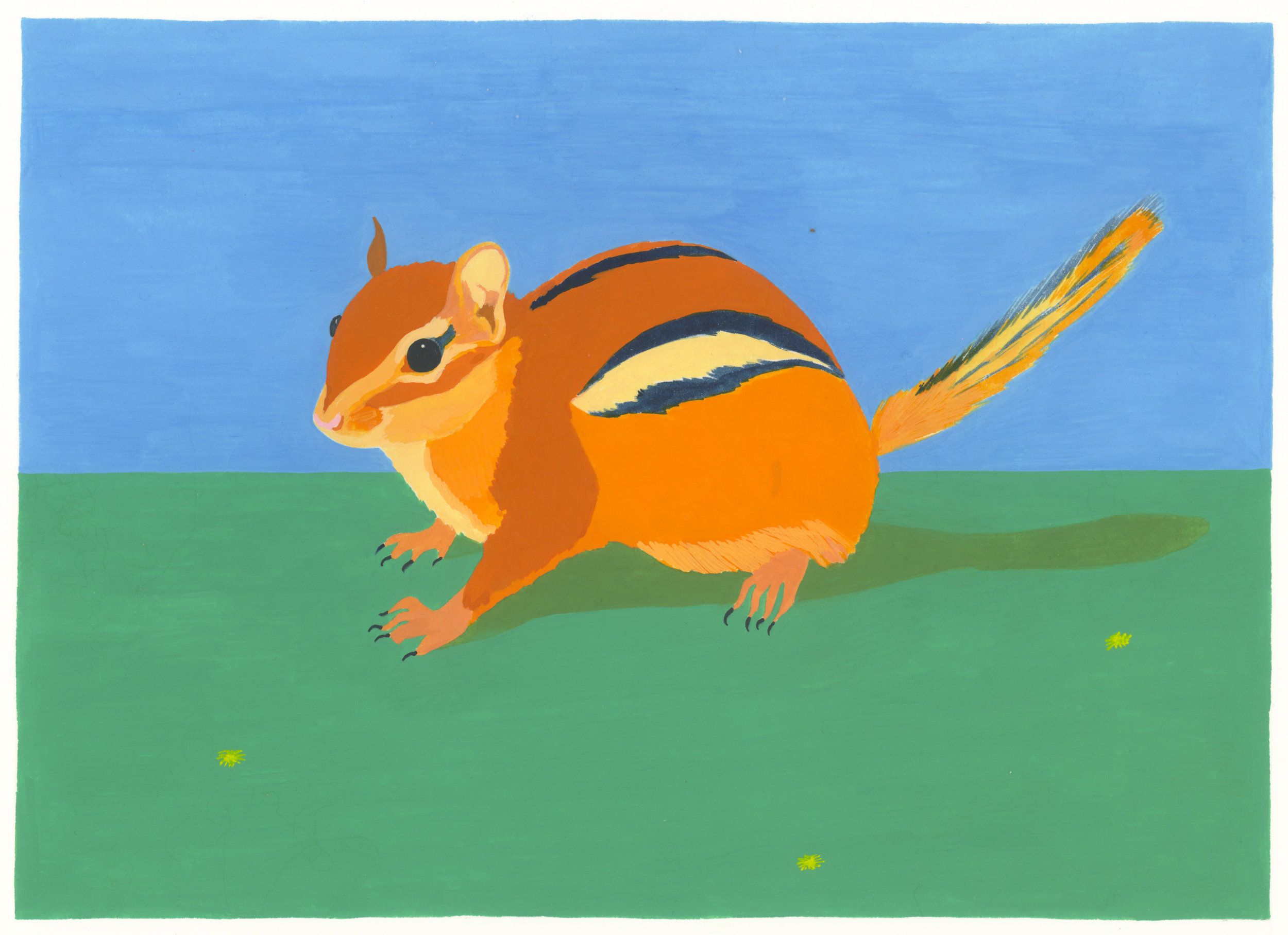 Eastern Chipmunk