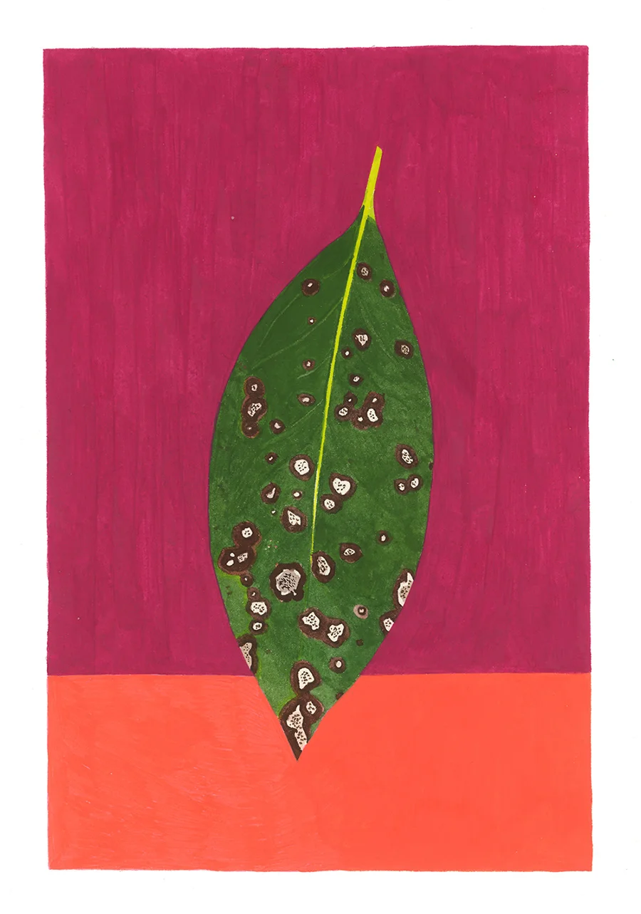Laurel