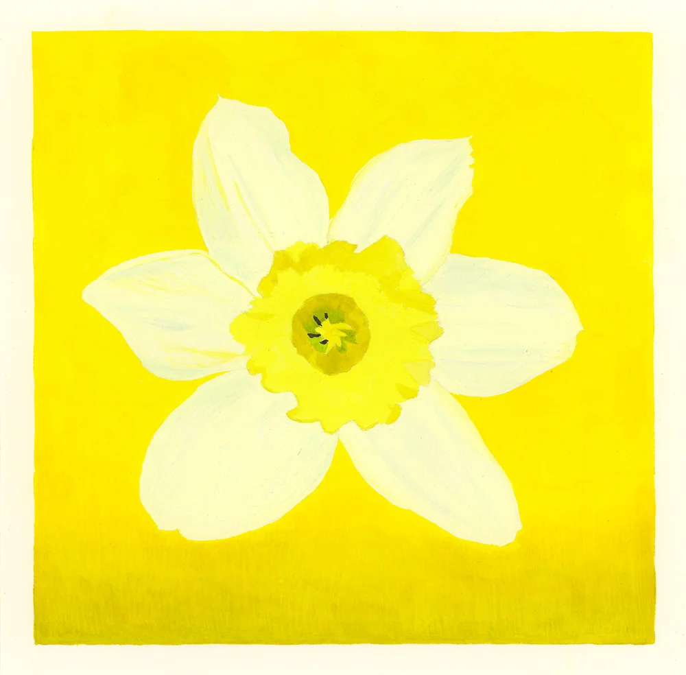 Daffodil