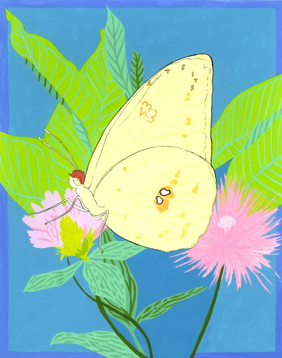 ajp_sulphur-butterfly_x500web.jpg