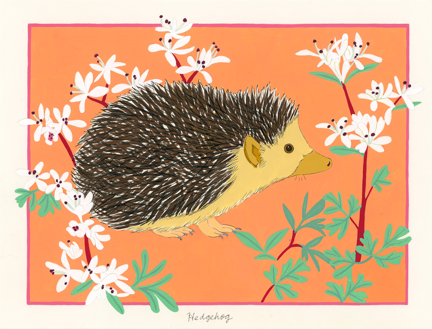 Hedgehog (for the one named Tank)