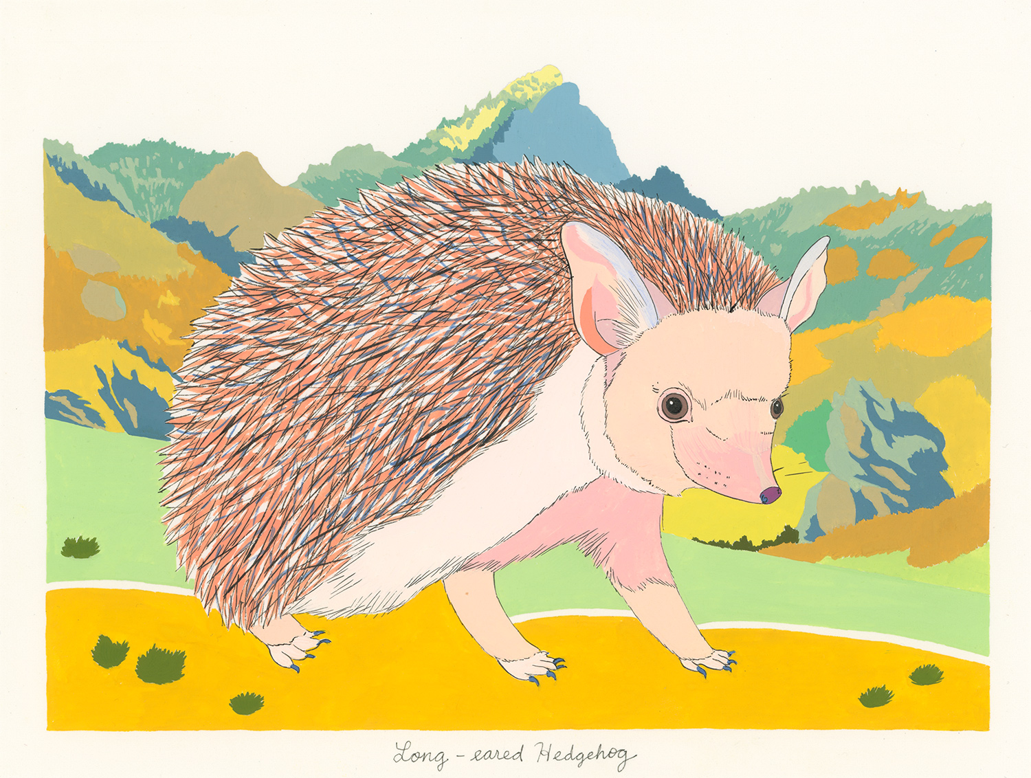 Long-Eared Hedgehog