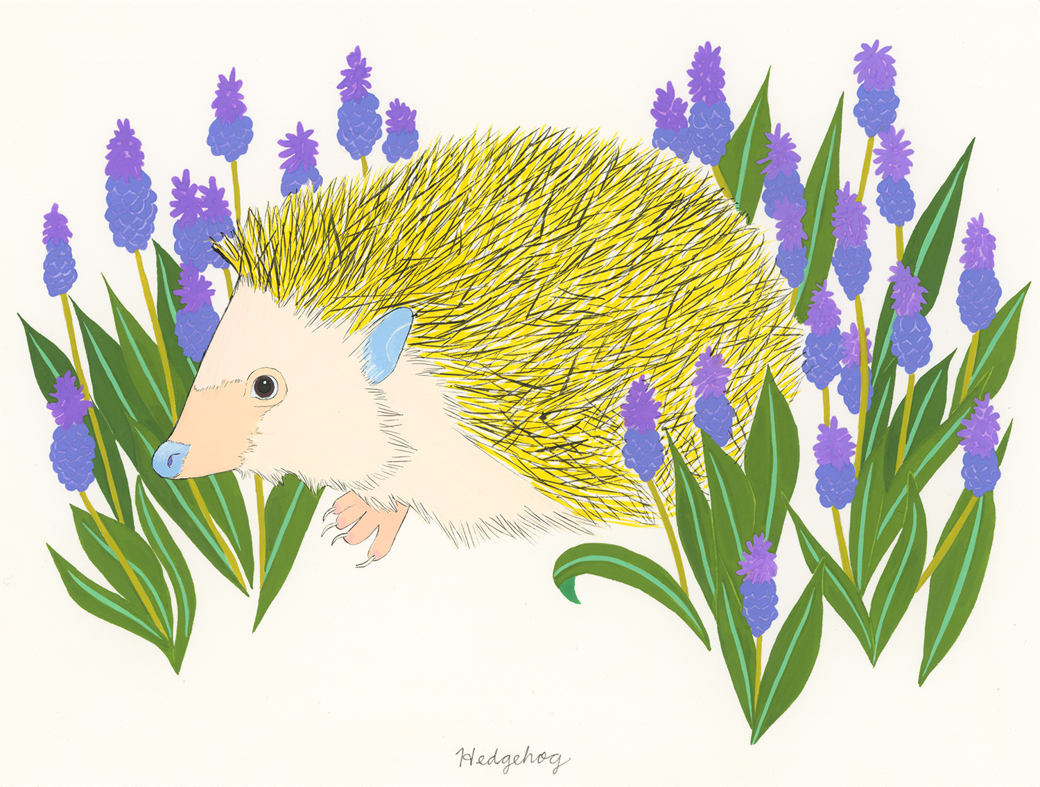 Hedgehog (for the blonde hedgehogs of Alderney)