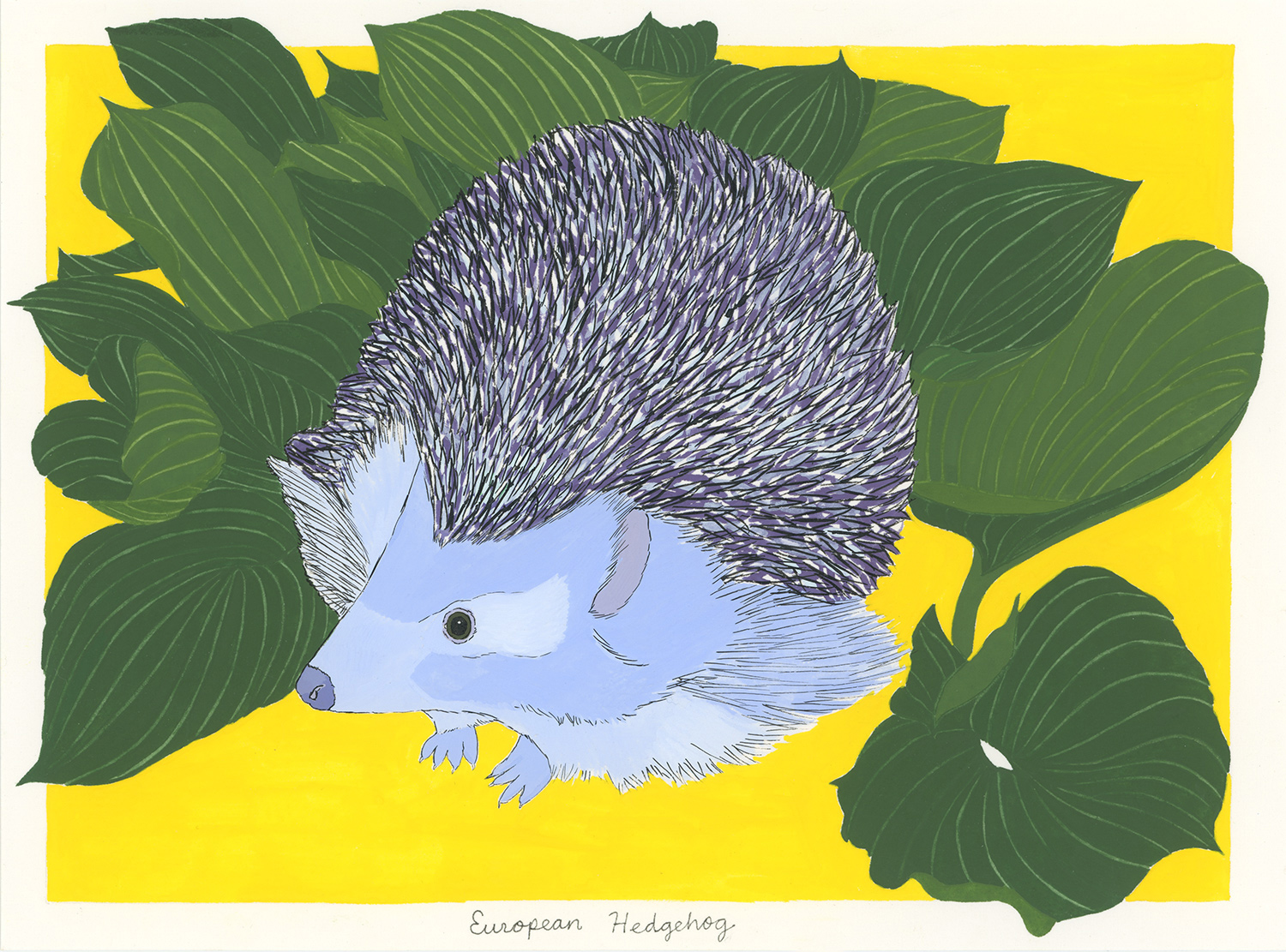 European Hedgehog (for the one that got stuck in a garden gate)