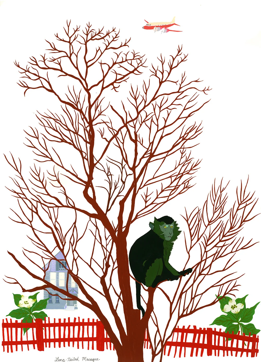 Long-Tailed Macaque