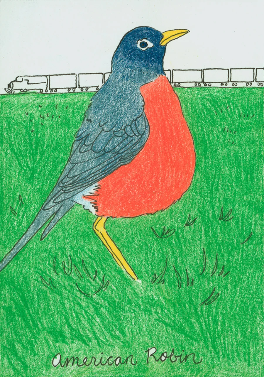 American Robin