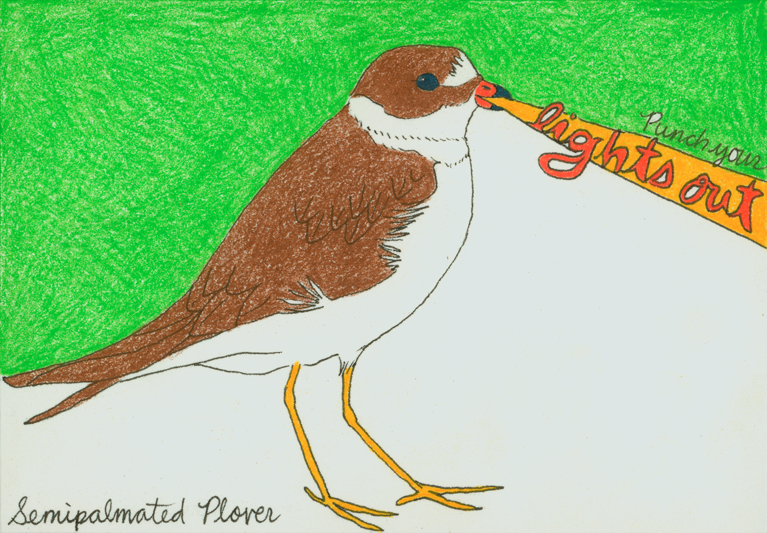 Semipalmated Plover