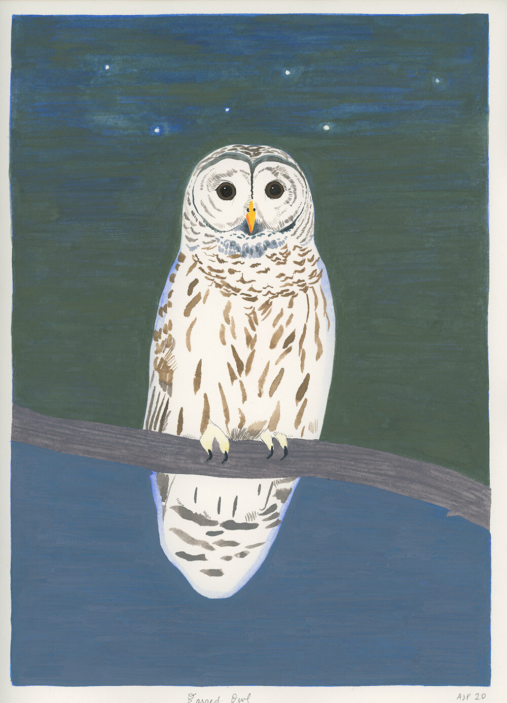 Night Owl (Barred Owl)