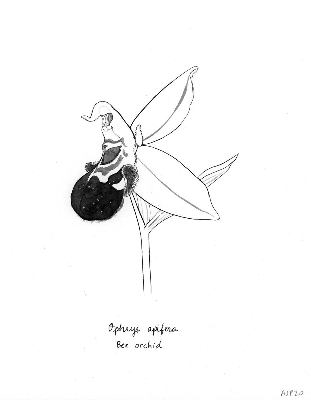 Bee Orchid