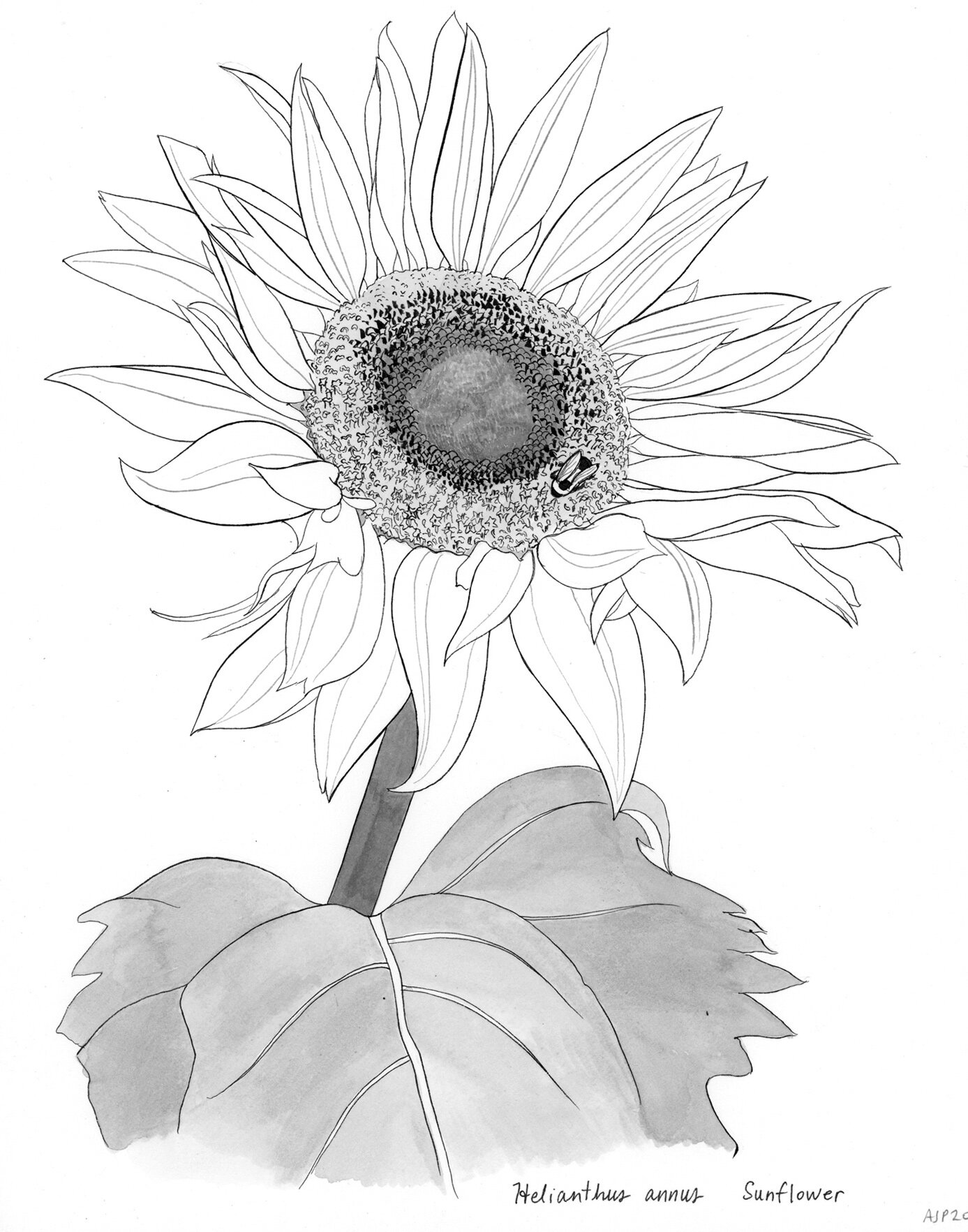 Sunflower