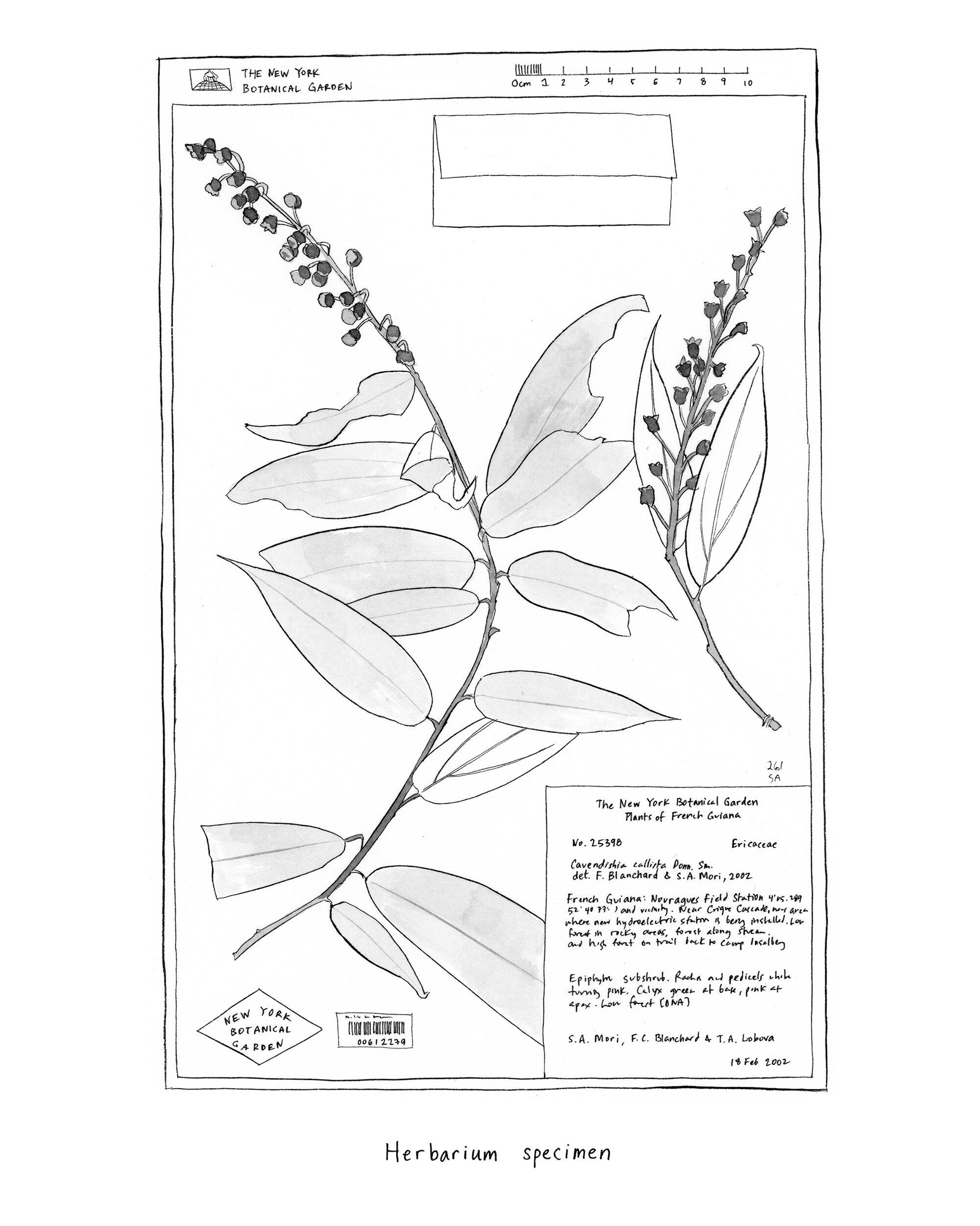 Herbarium specimen