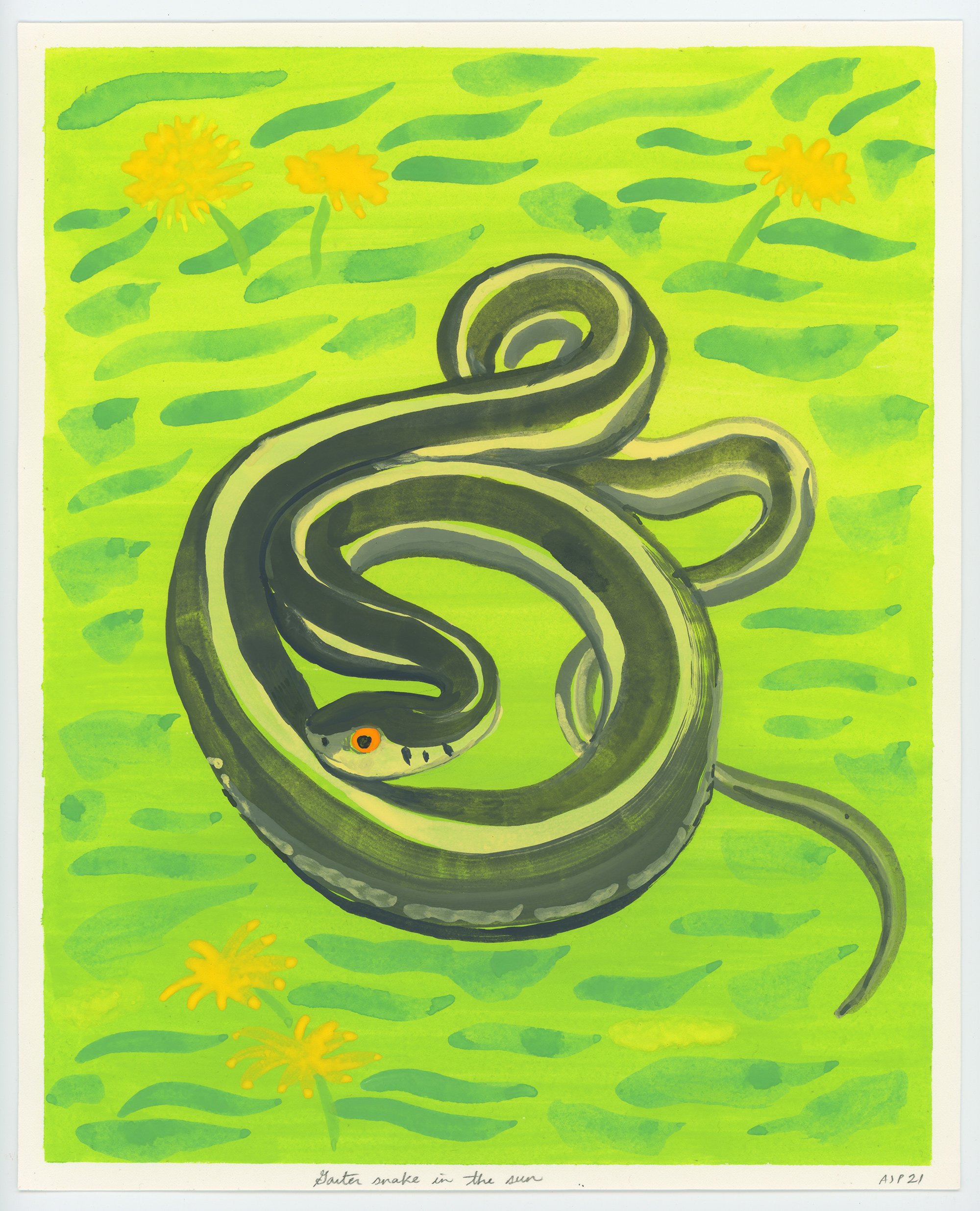 garter-snake_x2000.jpg