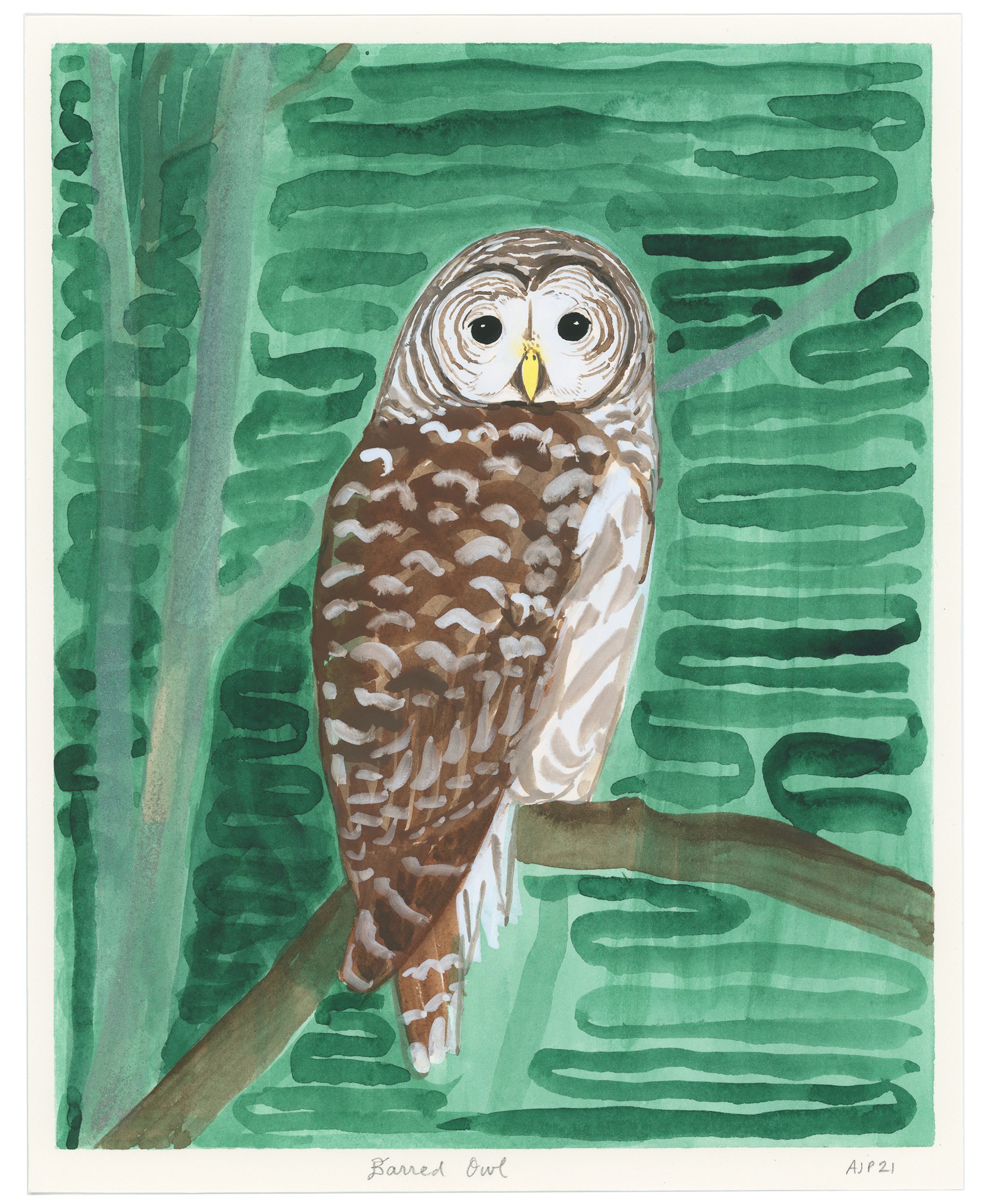 barred-owl-green_x2000border-web.jpg