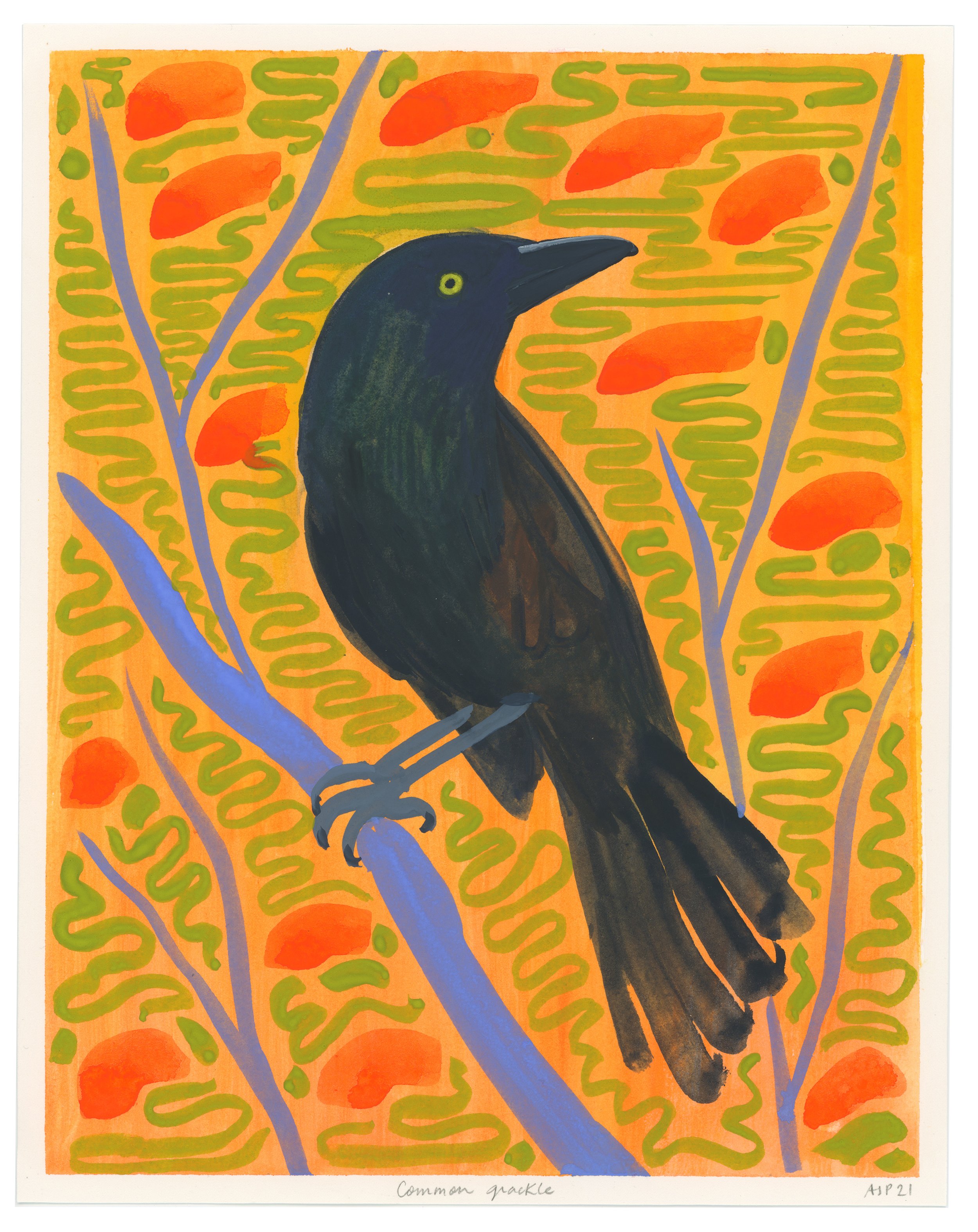 Common Grackle