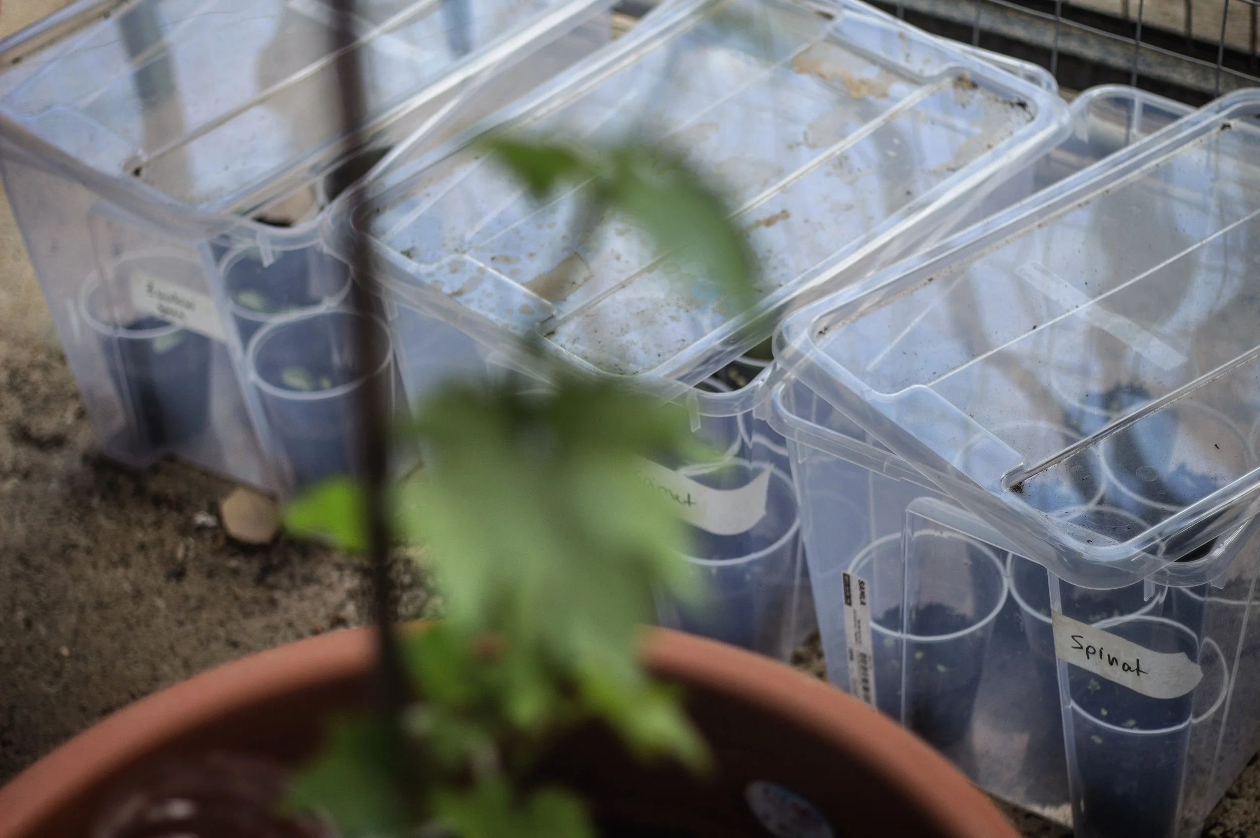 Tomatoes, Mouloukhia (labelled Spinat, it's pretty similar) Zucchini, Cucumber, Peppers, Beans, Mint