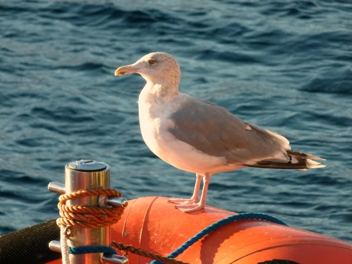 Henningsvær11