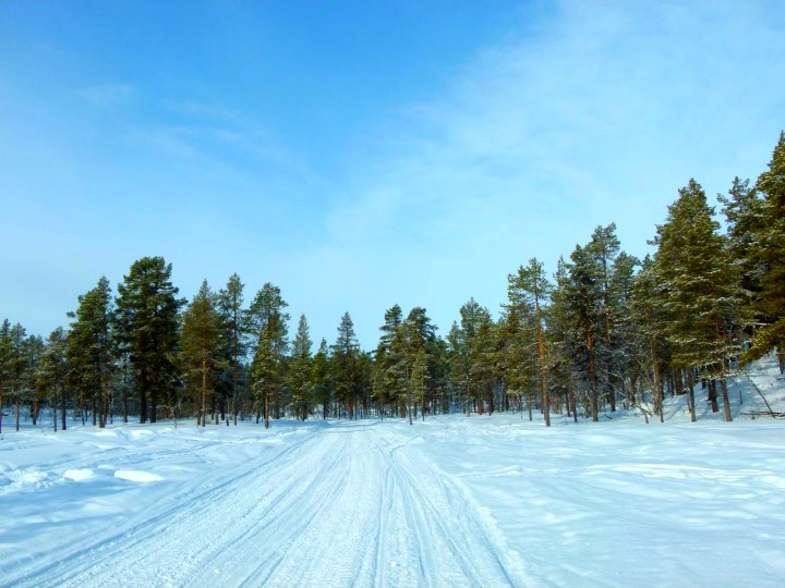 The forests of Swedish Lapland