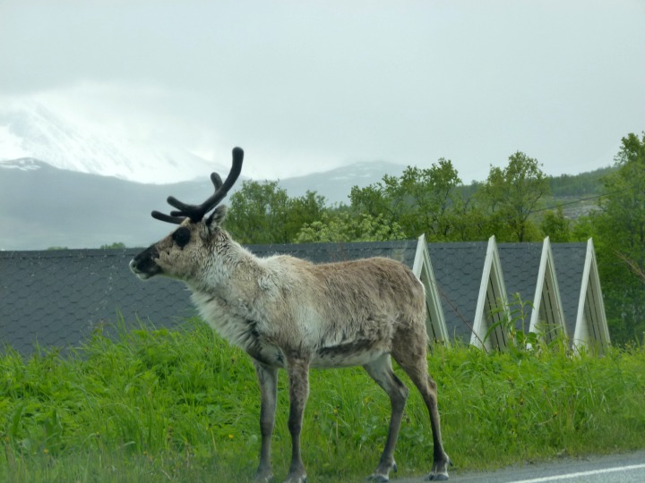 Reindeer on the road just outside of Tromsø