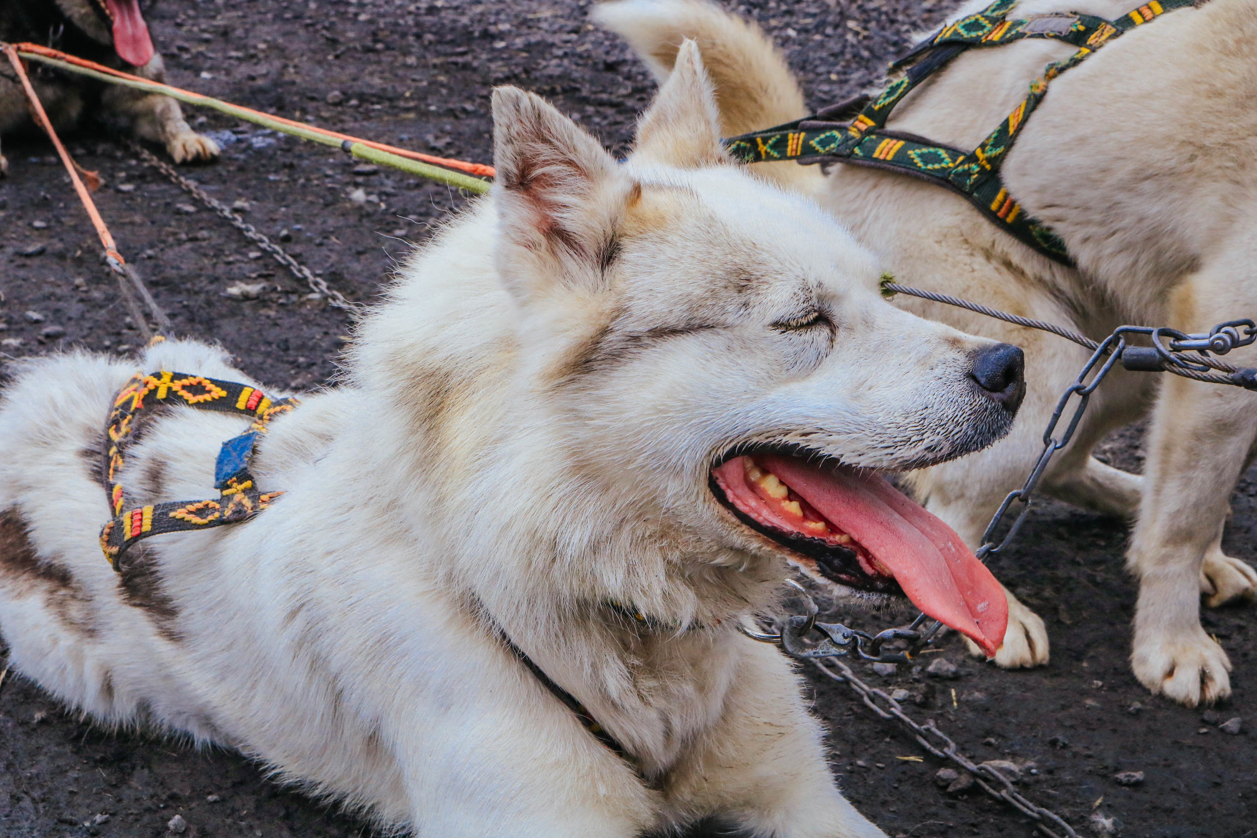 summer dog-sledding svalbard basecamp explorer