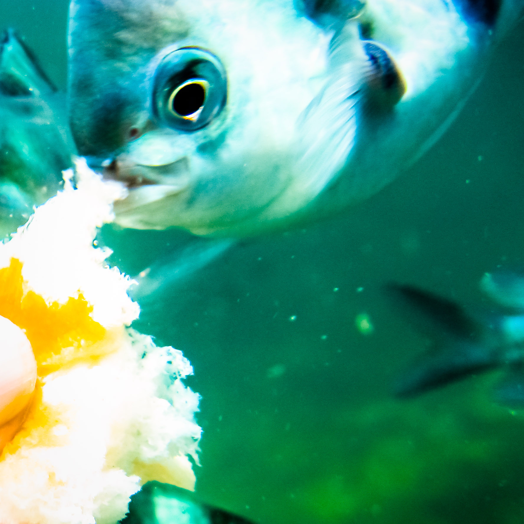 Feeding a fish